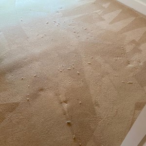 Photograph of work done by Pro-Clean Carpets