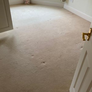 Photograph of work done by Pro-Clean Carpets